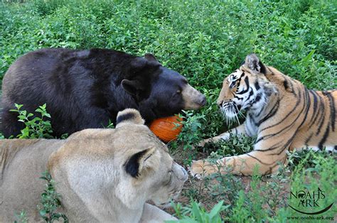 The Unique Friendship Of This Bear Lion Tiger That Were Rescued