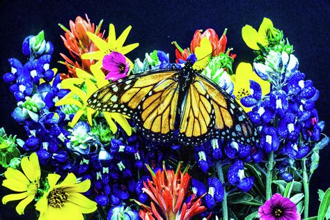 Texas Bluebonnets Wildflowers Butterfly Photograph By Daniel Richards