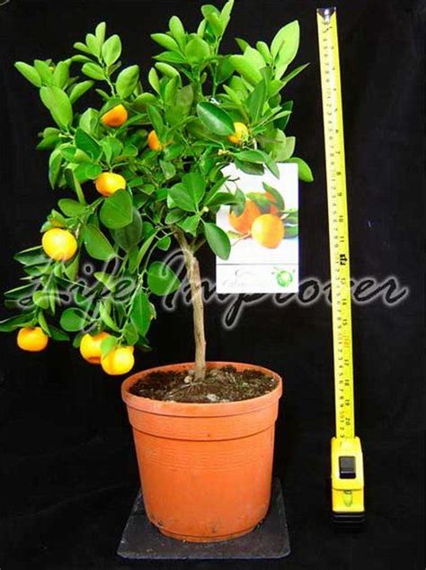 1 Dwarf Standing Calamondin Citrus Orange Fruit Tree Indoor Plant In