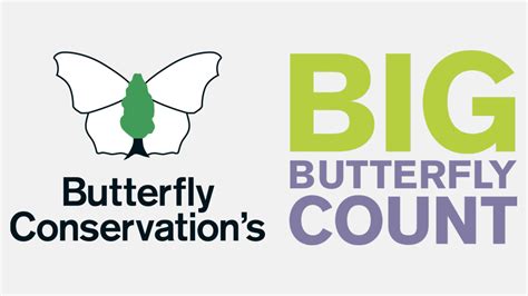 Big Butterfly Count 2020 Dorset Butterflies