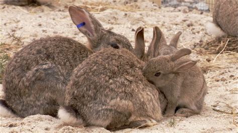 The Burrowers Animals Underground Baby Rabbits Wildlife