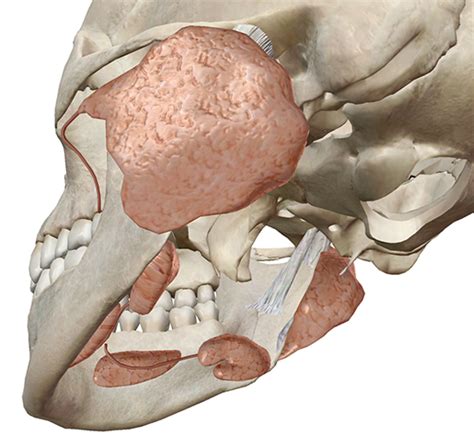 Anatomy And Physiology Six Facts About The Salivary Glands And Saliva