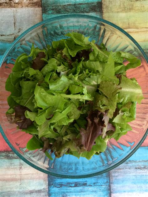 Spring Mix Lettuce 2016 Lettuce Spring Mix Vegetables