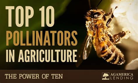 Power Of 10 Top 10 Pollinators In Agriculture