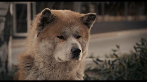Hachi A Dogs Tale Blu Ray Richard Gere