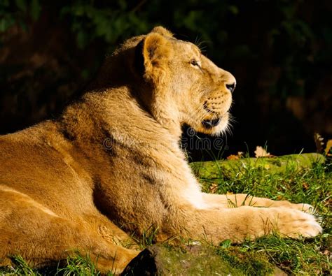 Free Public Domain Cc0 Image Lion Lying In Sun Picture Image 85164691