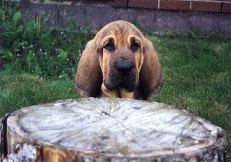 Bloodhound Yes I Will Have One Bloodhound Dogs Salmon