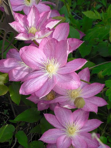 Some use tendrils to anchor themselves to supports, while others — such as english ivy — use suckers to grip. How To Grow & Plant Clematis Vines • The Garden Glove