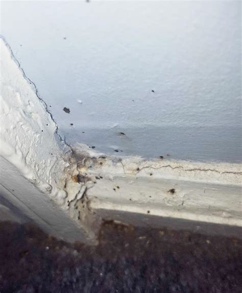 Cowleys Pest Services Pests We Treat Photo Album Severe Bed Bug