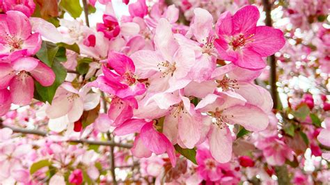 20 Types Of Crabapple Trees You Can Grow In Your Yard