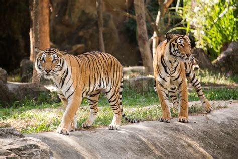 Two Bengal Tigers Stock Image Colourbox
