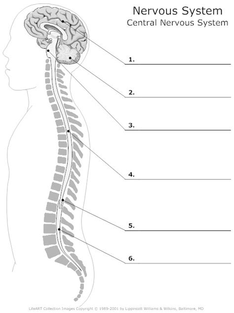 The longest nerve in the human body, the sciatic nerve, originates around the lumbar region of the spine and its branches reach until the tip of the toes, measuring a. Blank Nervous System Diagram / File:Human Nervous System ...