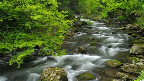 Nature Landscape Mist Trees Moss River Fall Water Long Exposure