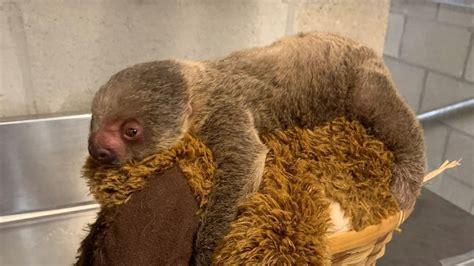 Name The Baby Sloth At Roger Williams Park Zoo Wjar
