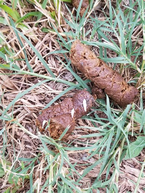 Need help identifying worms in dog poop : veterinarian