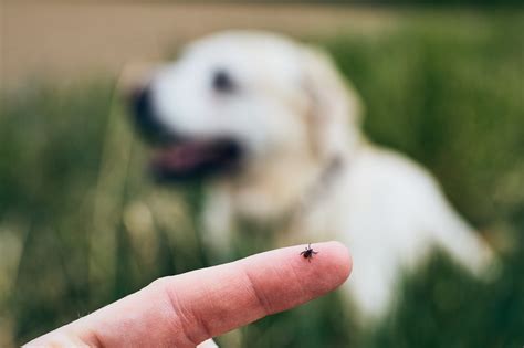 The Signs And Health Risks Of Tick Infestations In Dogs