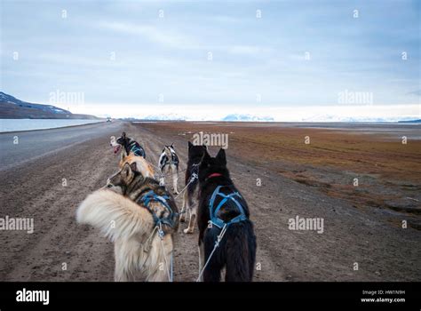 Dog Sledding In Summer In Svalbard Arctic First Person Perspective