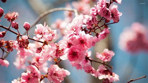 Pink Spring Blossoms Wallpaper Flower Wallpapers 45467