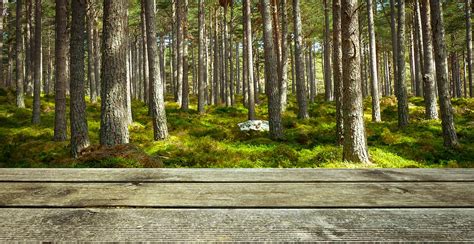Background Wood Forest · Free Photo On Pixabay