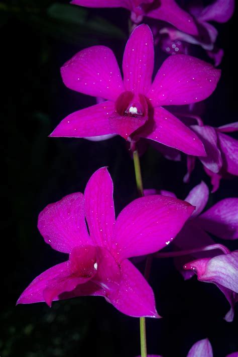 bunga anggrek ungu o flor de orquídea púrpura orquídeas plantas con
