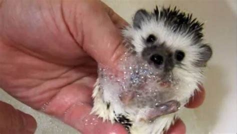 8 Adorable Videos Of Baby Animals Taking Baths Mnn