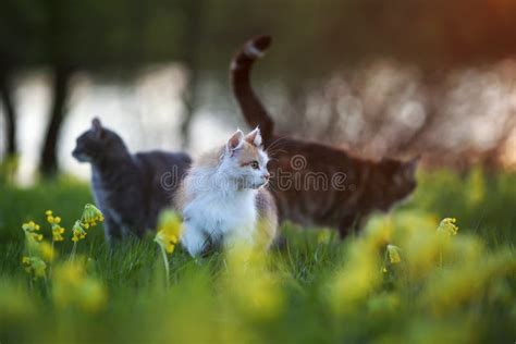 Three Cats They Walk In A Summer Green Meadow Following Each Other In A
