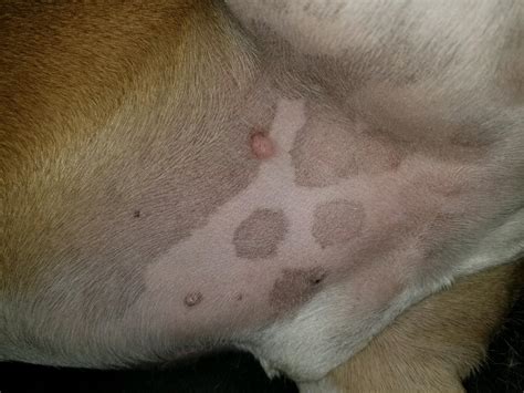 I Found A Lump On My Dogs Lower Abdomen Oliver And 7 He Has Bad Allergies