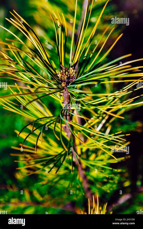 Yellow Cedar Tree Hi Res Stock Photography And Images Alamy
