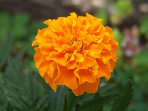 Gardening And Flowers Orange Marigold