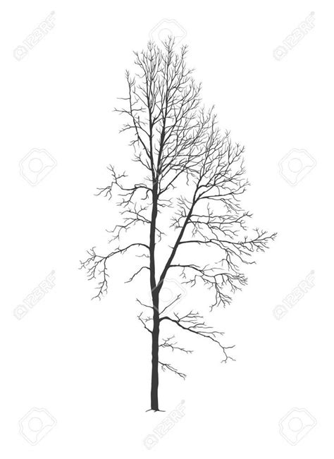 Aspen Tree Realistic Vector Silhouette Without Foliage Illustration