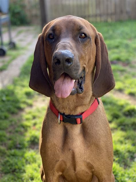 Get a boxer, husky, german shepherd, pug stunning redbone coonhound puppies available feb. Redbone Coonhound Puppies For Sale | Wichita Falls, TX #330739