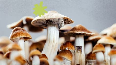 Penis Envy Mushrooms Effects Benefits Risks And More