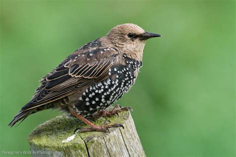 Male starlings begin building the nest before mating takes place, filling the cavity with grass and pine needles, along with feathers, trash, cloth, and string. Juvenile Starling photo - Peregrine Craig Nash photos at pbase.com