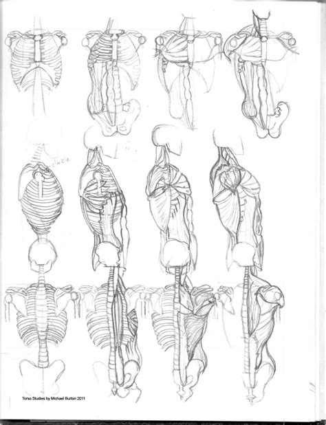 Most critical organs are housed within the torso. drawing the torso | Urbanrockwell's Blog