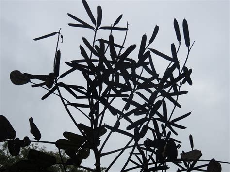 Green Leaves On Tree Branches Mmt