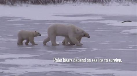 World Wildlife Fund Tv Spot Polar Bears Song By A Great Big World