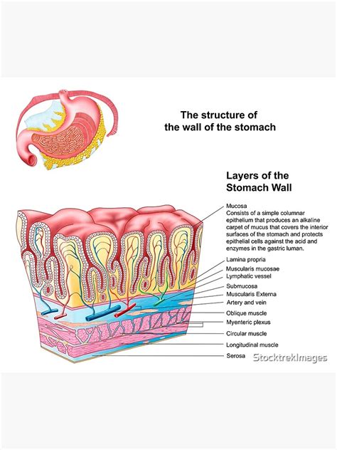 Stomach Tissue Layers