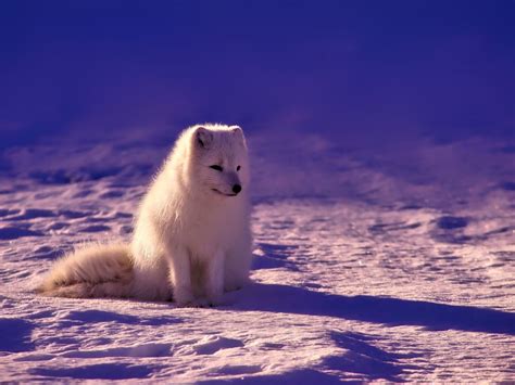 Adaptations Of An Arctic Fox Behavioral Structural And Physiological