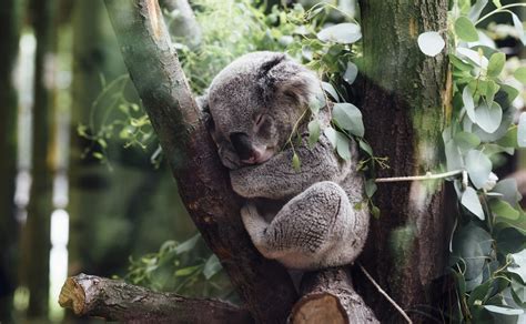 Dónde viven el koala que come y es cierto que sobreviven sin beber agua