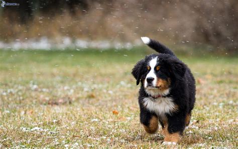 bernese mountain dog wallpapers wallpaper cave