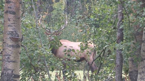 Alberta Elk Hunting Youtube