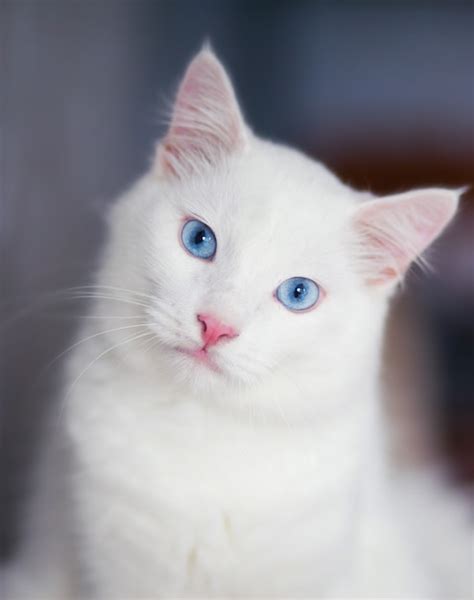파란 눈을 가진 솜 털 흰 고양이의 클로 우즈 업 초상화 프리미엄 사진