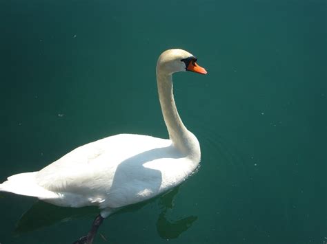Free Images Nature Wing White Lake River Beak Fauna Swan