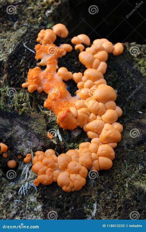 Bright Orange Fungi Stock Photo Image Of Organic Forest 118012232