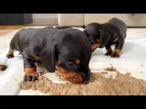 You want your puppy to discover the food and be able to explore it and have fun. Dachshund puppies eat solid food for the first time. - YouTube
