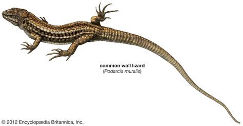 Lacerta Reptile Genus Britannica