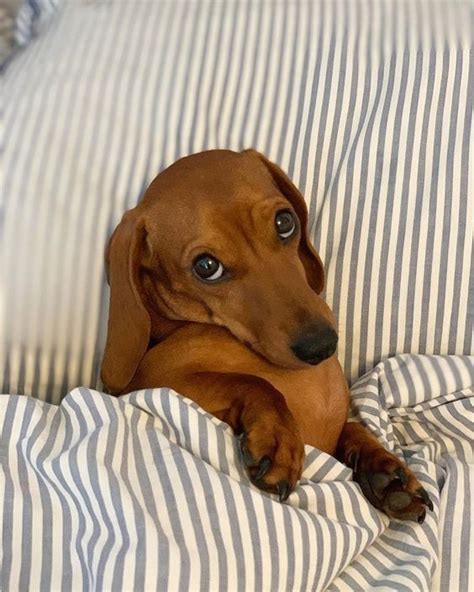 14 Сute Pictures Of Dachshunds Resting In Their Beds Petpress