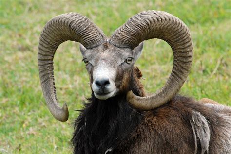 Mouflon Sheep Ovis Gmelini Musimon Hawaii Ddz0019 Flickr
