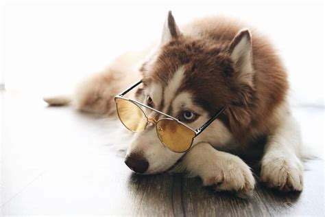 Huskey With Sunglasses Dogs Animals Funny Dogs