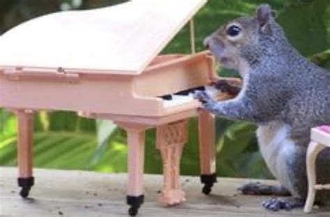 Squirrel Playing A Piano Rat52b8r8c